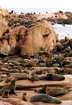 Isla de lobos
